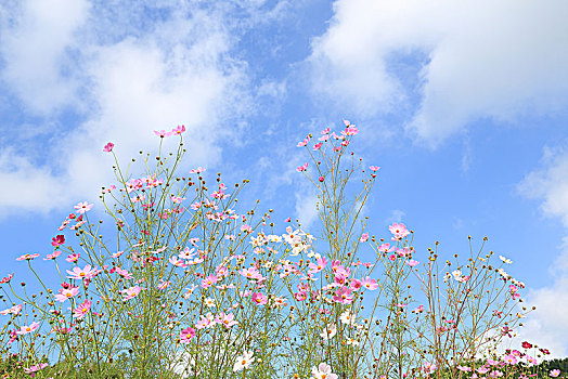 花,波斯菊