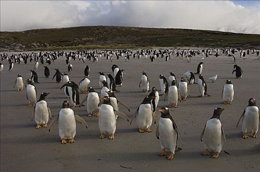 巴布亚企鹅,群,海滩,鹅卵石,岛屿,福克兰群岛