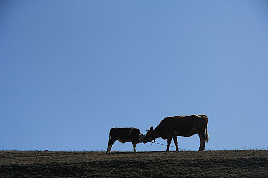 蓝天下母牛与小牛的深情