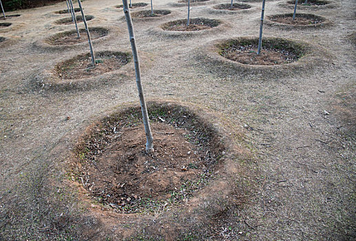 树木种植中用于保墒的树坑