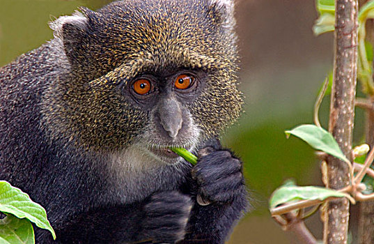 绿色,猴子,吃,东非,坦桑尼亚,阿鲁沙,国家公园