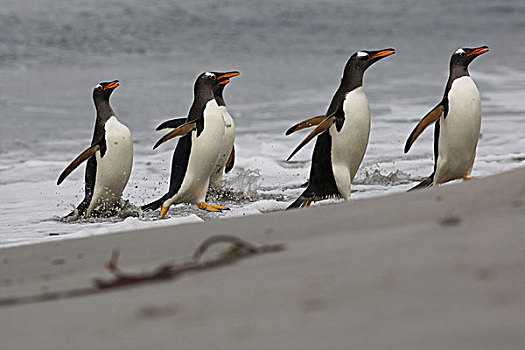 巴布亚企鹅,企鹅,自愿角,福克兰群岛