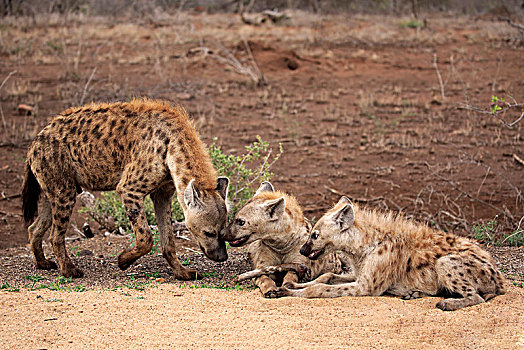 斑鬣狗,老人,青年,动物,问候,交际,行为,克鲁格国家公园,南非,非洲
