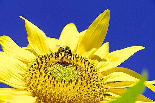 蜜蜂,收集,花粉,向日葵