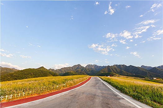 陕西西安蓝田荞麦花观光道路