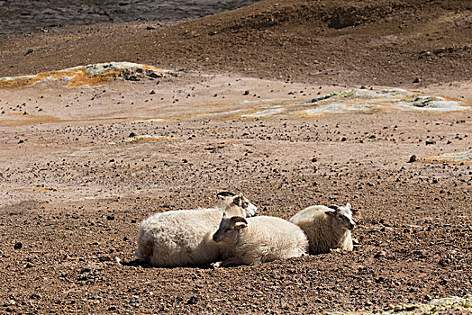 冰岛,区域,绵羊,悬挂,火山岩,风景,母羊,两个
