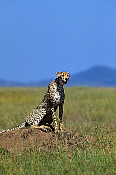 坦桑尼亚,塞伦盖蒂,印度豹,远眺,草,平原