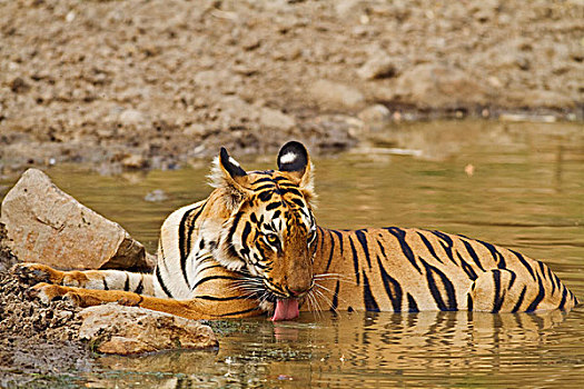 皇家,孟加拉虎,喝,水坑,虎,自然保护区,印度