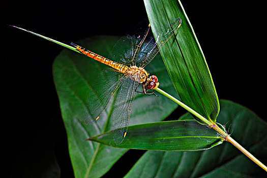 竹叶上休息的蜻蜓