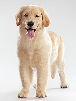 肖像,金毛猎犬,4个月大,小狗,隔绝
