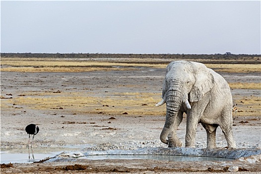 白色,非洲象,水坑