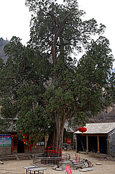 3700年的老柏树