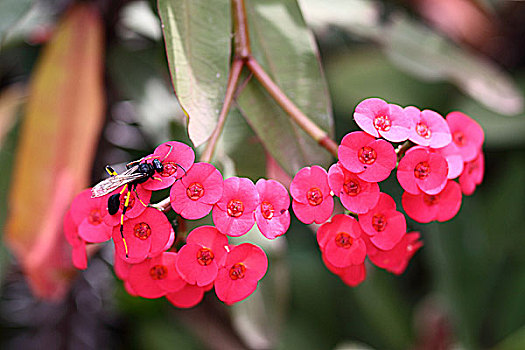 非洲肯尼亚热带植物-蜜蜂与小红花