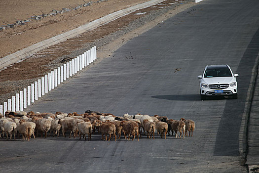 新疆哈密,春季羊群转场通过新修建的g7京新公路
