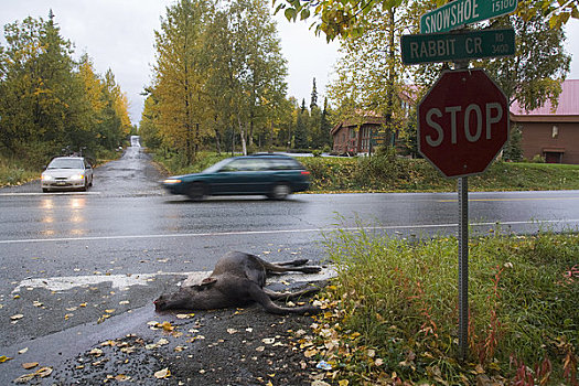 幼兽,驼鹿,杀死,兔子,溪流,道路,躺着,交通,阿拉斯加