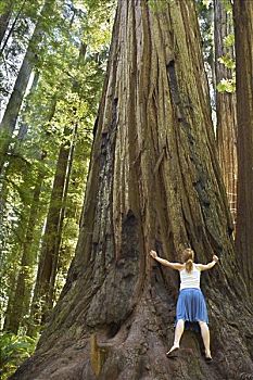 女人,搂抱,红杉,洪堡红杉州立公园,加利福尼亚,美国