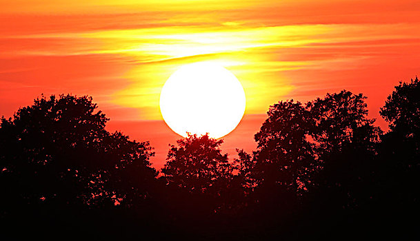 日落,上方,树,自然保护区,石荷州,德国,欧洲
