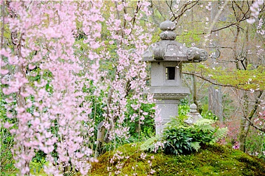樱花,树,日式庭园
