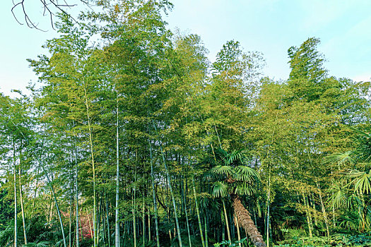 翠绿色的竹林美景