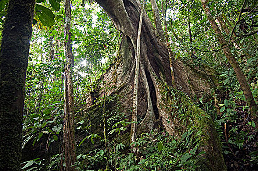 无花果,树,巨大,亚马逊河,厄瓜多尔