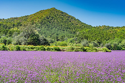 北京延庆四季花海