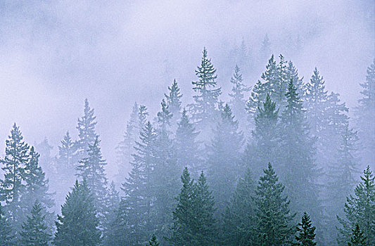 雾状,树林,靠近,希望,不列颠哥伦比亚省,加拿大