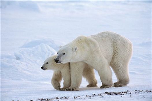 北极熊,母熊,11个月大,幼兽,邱吉尔角,曼尼托巴,加拿大