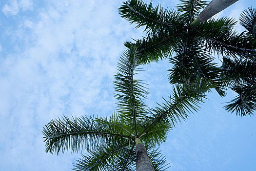 羊城广州夏天的天河公园蓝天白云椰树