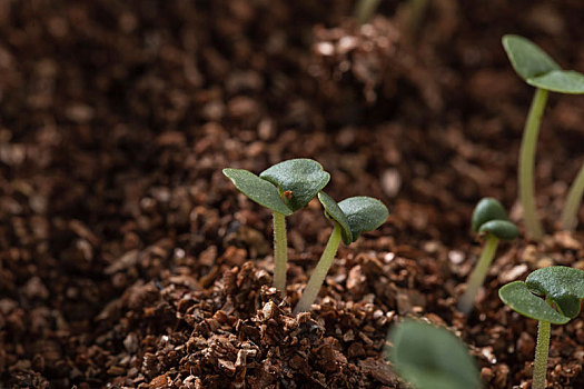 发芽种子图片_发芽种子图片大全_发芽种子图片素材