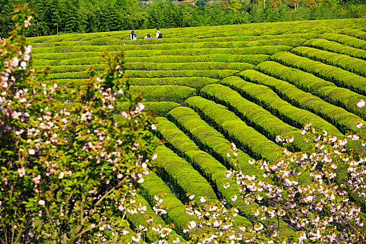 樱花,茶园