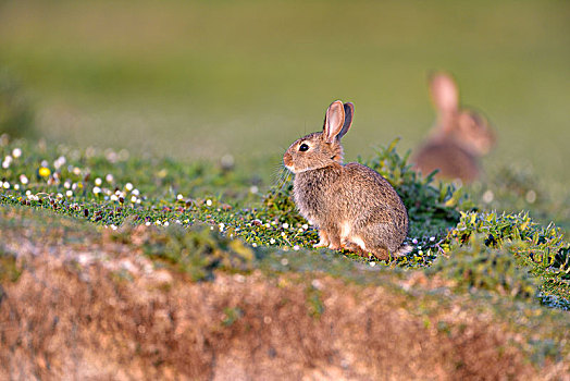 欧洲兔,兔豚鼠属,草地,斯凯岛,苏格兰