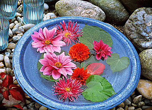大丽花,花,旱金莲,叶子,蓝色,碗
