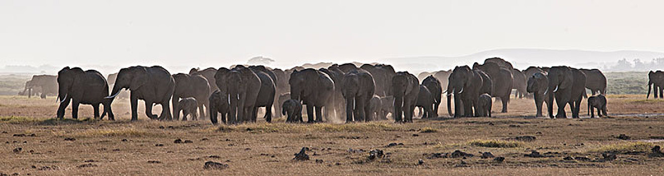 非洲大象052
