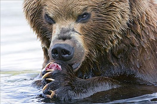 棕熊,吃,三文鱼,堪察加半岛,俄罗斯