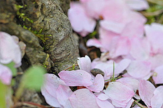 落下,樱花,花瓣