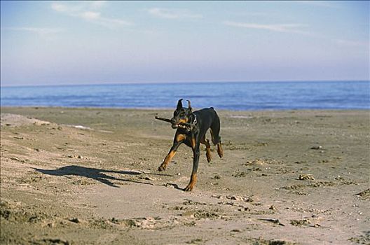 杜宾犬,狗,成年,耳,玩,取回,海滩