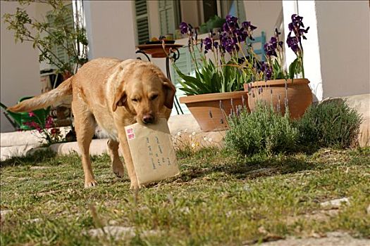拉布拉多犬,花园,拿着,信,嘴,花盆