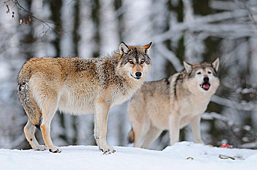 东方,狼,非洲野犬属,冬天,站立,边缘,树林,德国