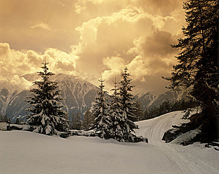 积雪,冷杉,树,晚间,云,靠近,锡菲尔,正面,山峦,提洛尔,奥地利,欧洲
