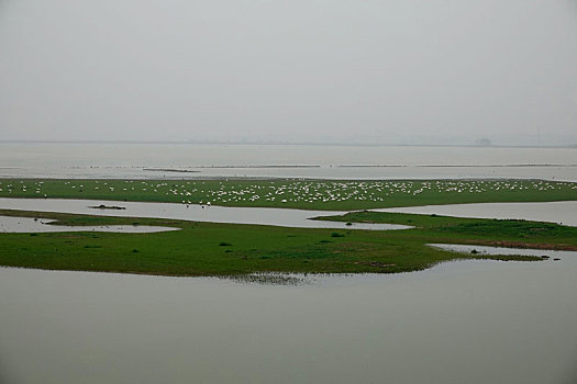 洞庭湖现,湿地草原,数千只天鹅表演,踏青赏春