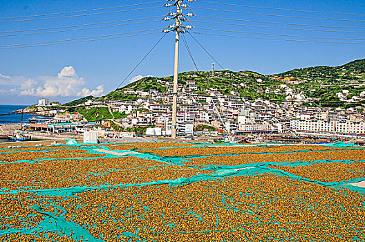 夏天嵊山岛上晒贻贝