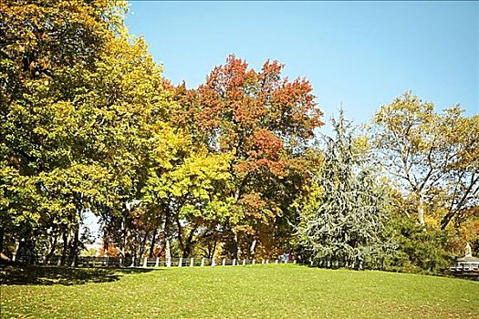 树,公园,中央公园,曼哈顿,纽约,美国