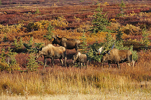 驼鹿,眷群,季节,德纳里峰国家公园,室内,阿拉斯加
