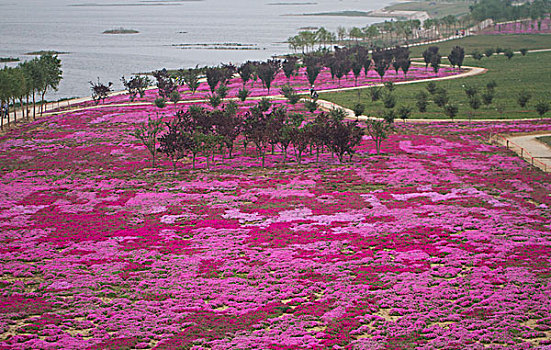 河边红花草