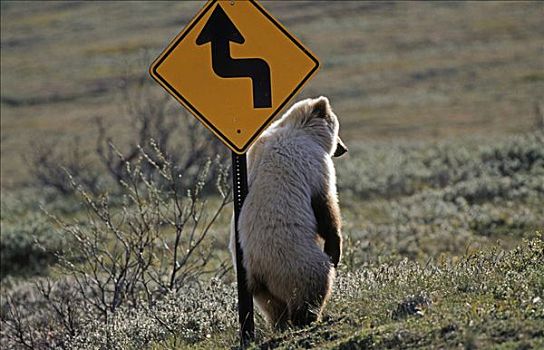 棕熊,挠,路标,德纳里峰国家公园,阿拉斯加,美国