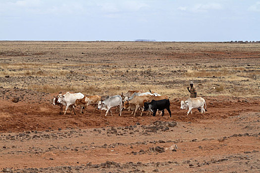 母牛,牛,北方,肯尼亚