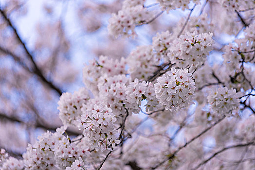 粉色花海