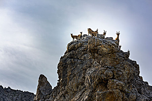 阿尔卑斯野山羊,北山羊,羱羊,牧群,岩石上,山谷,提洛尔,奥地利,欧洲