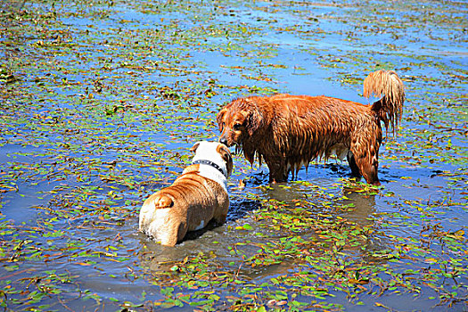 两只,狗,会面,浅水,俄勒冈,美国