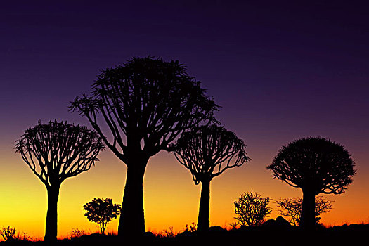 震动,树,树林,日落,基特曼斯胡普,纳米比亚,非洲